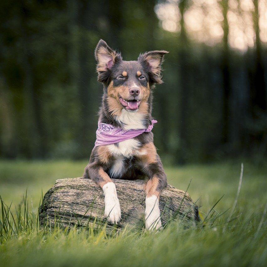 dog-